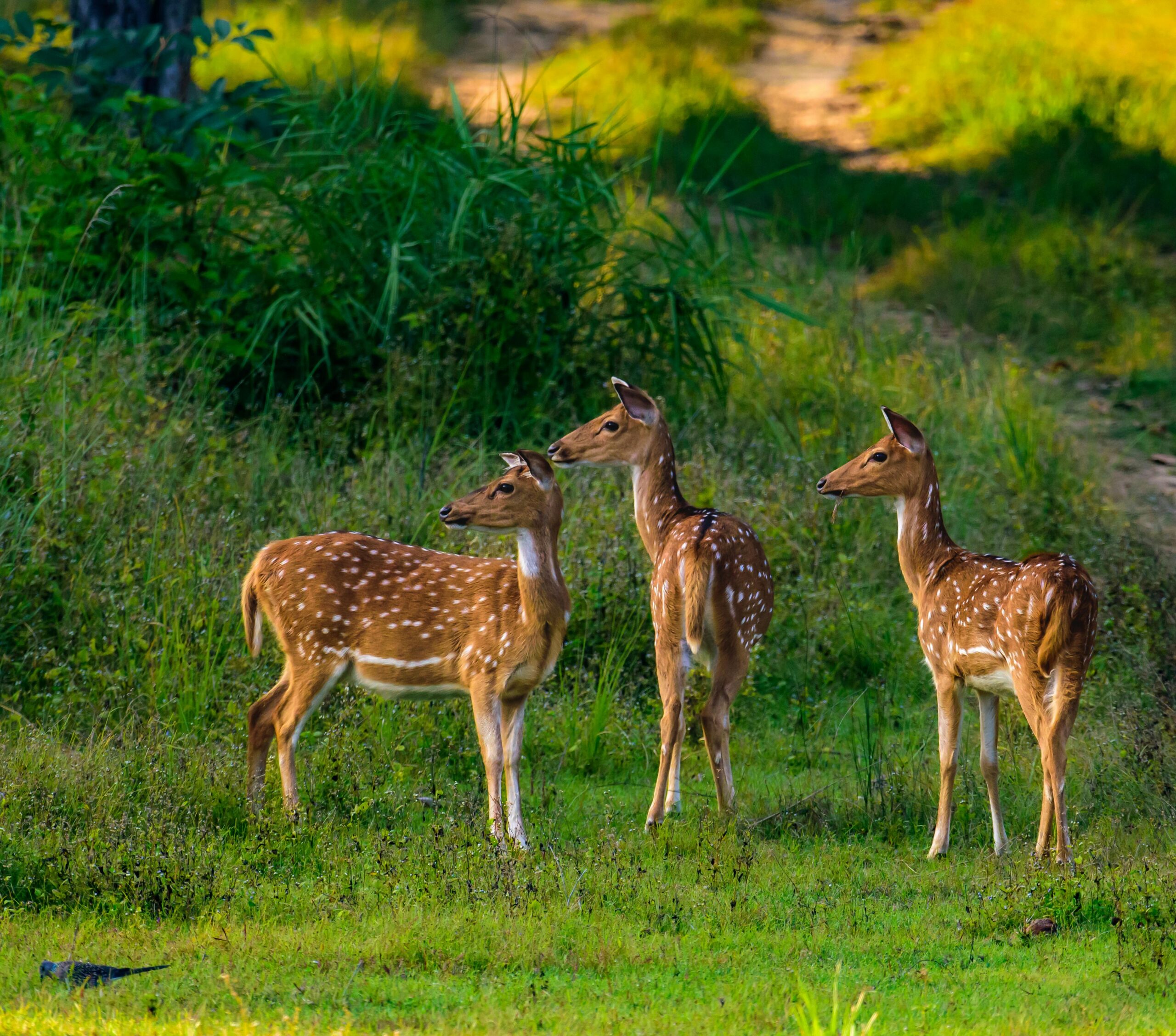 Pench National Park river landscape - India travel guide