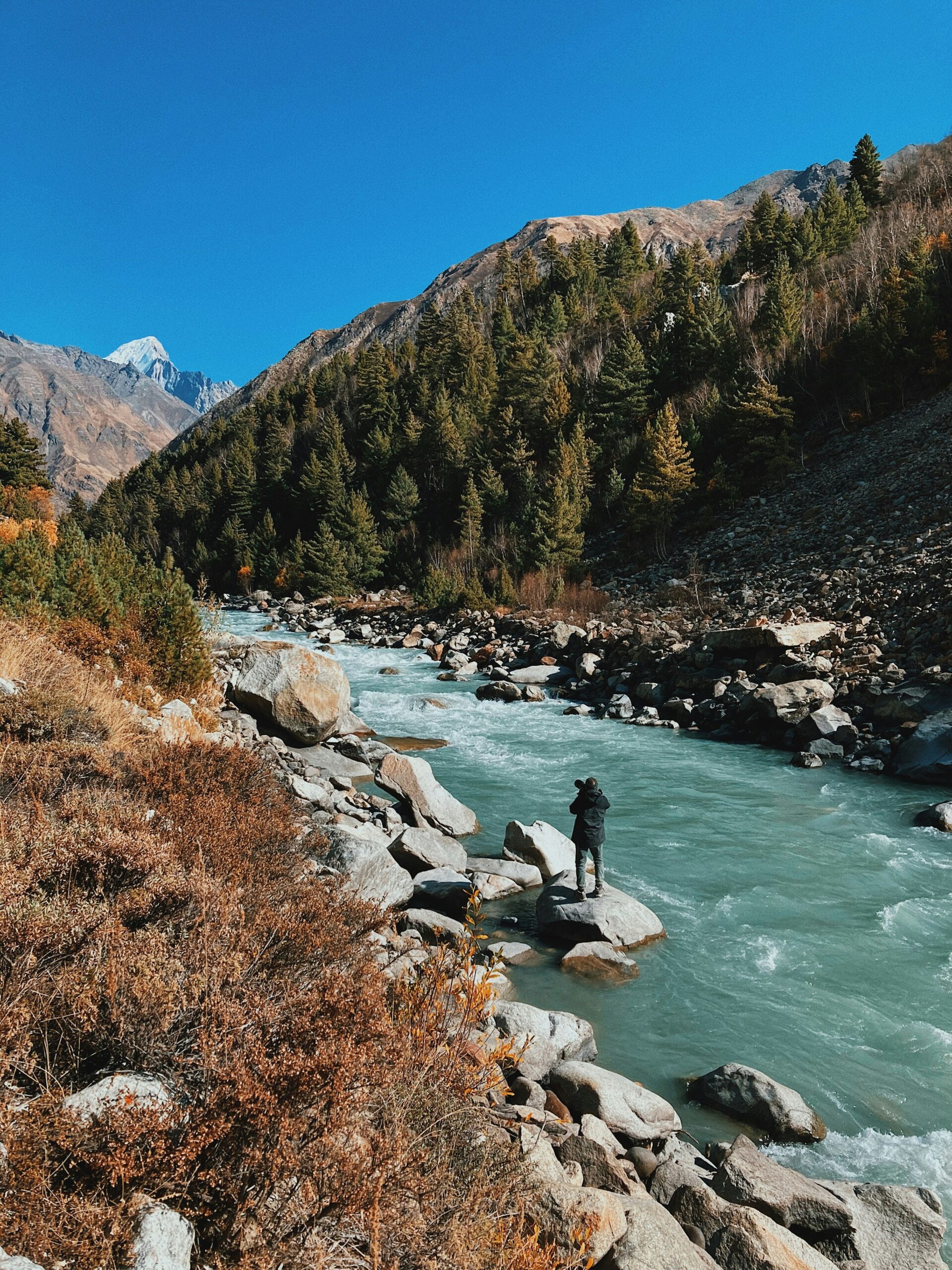 Rhododendron Forest Kinnaur Valley - India travel guide