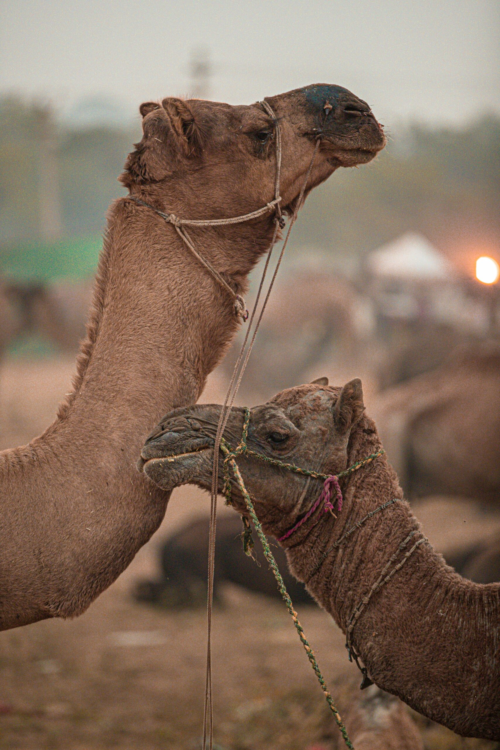 Pushkar camel fair crowd vibrant colours textiles - India travel guide