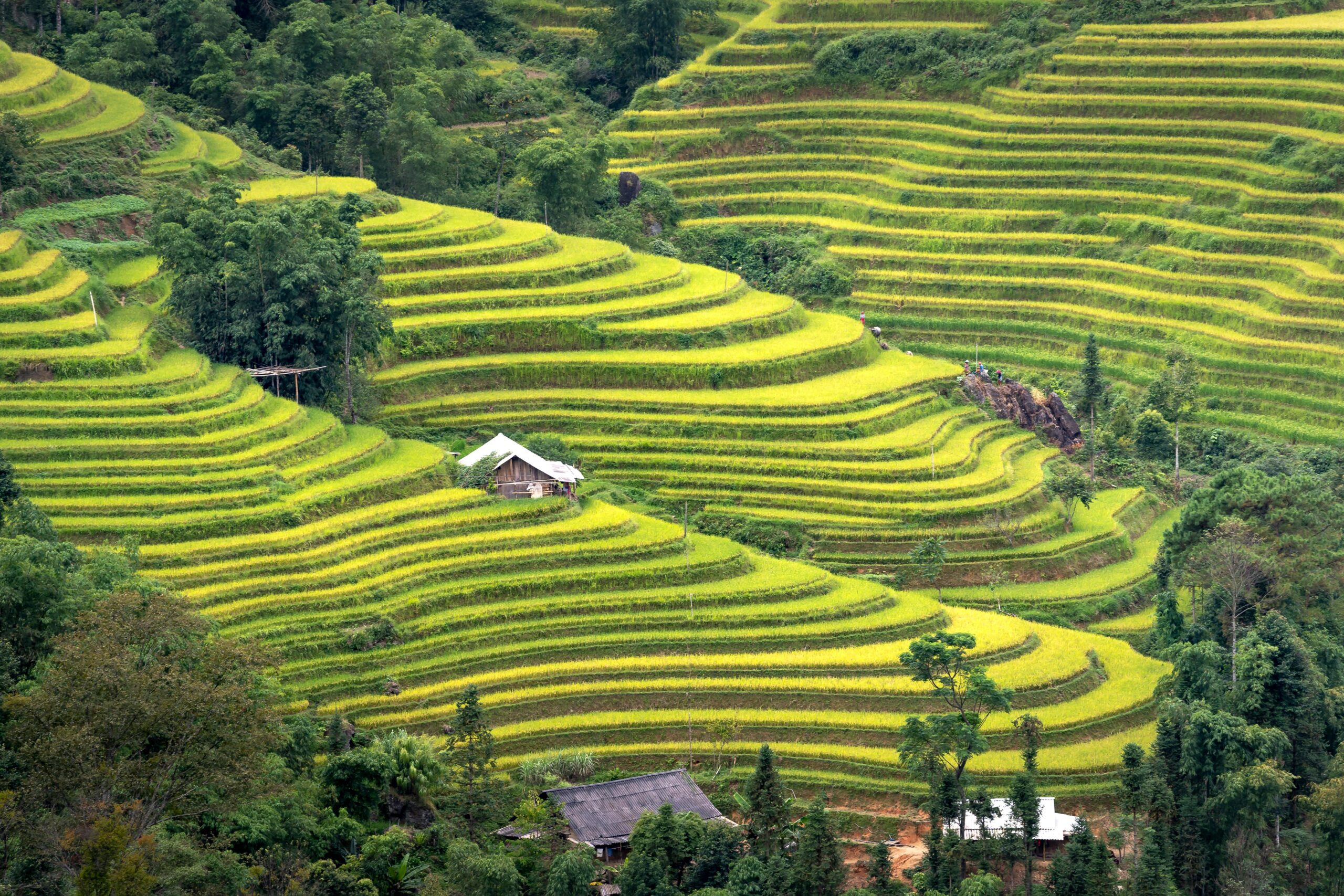 Ziro Apatani village Hong traditional houses - India travel guide