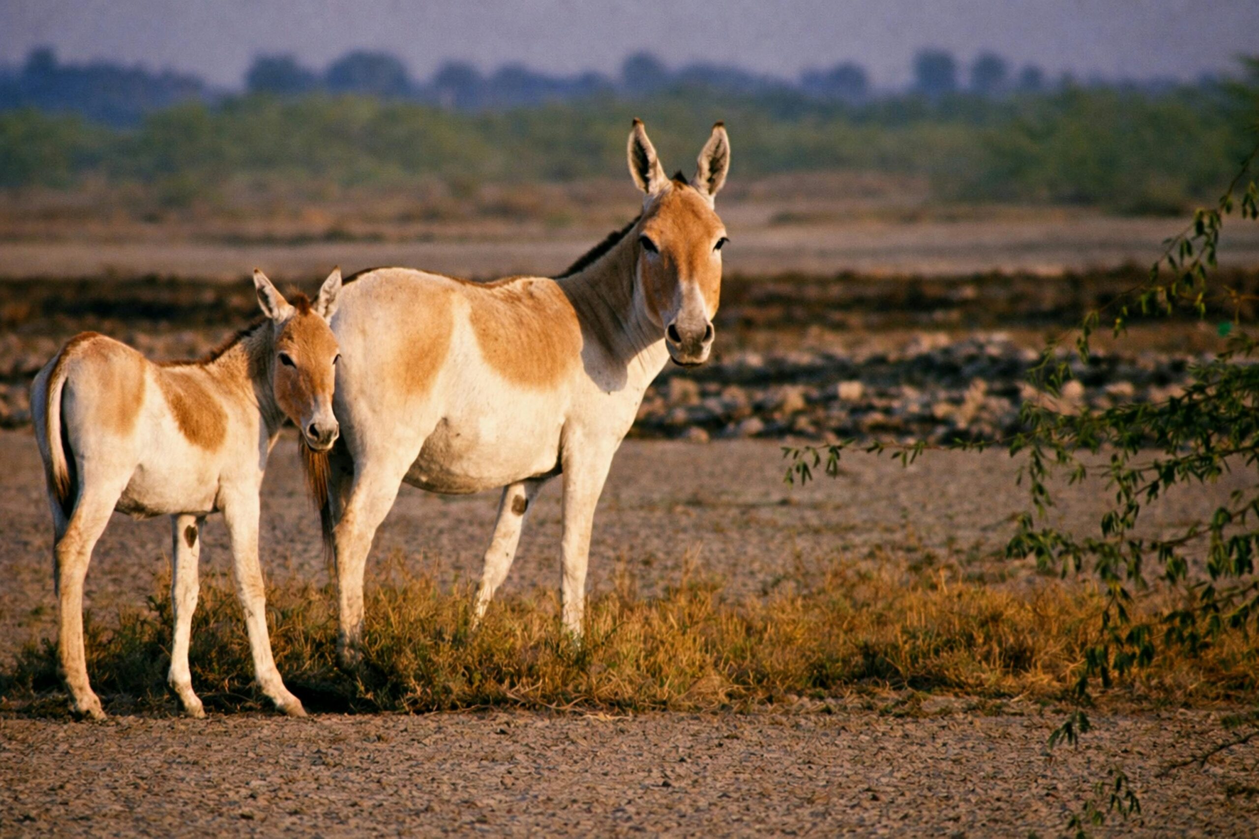 Little Rann Gujarat wild ass herd sunset - India travel guide