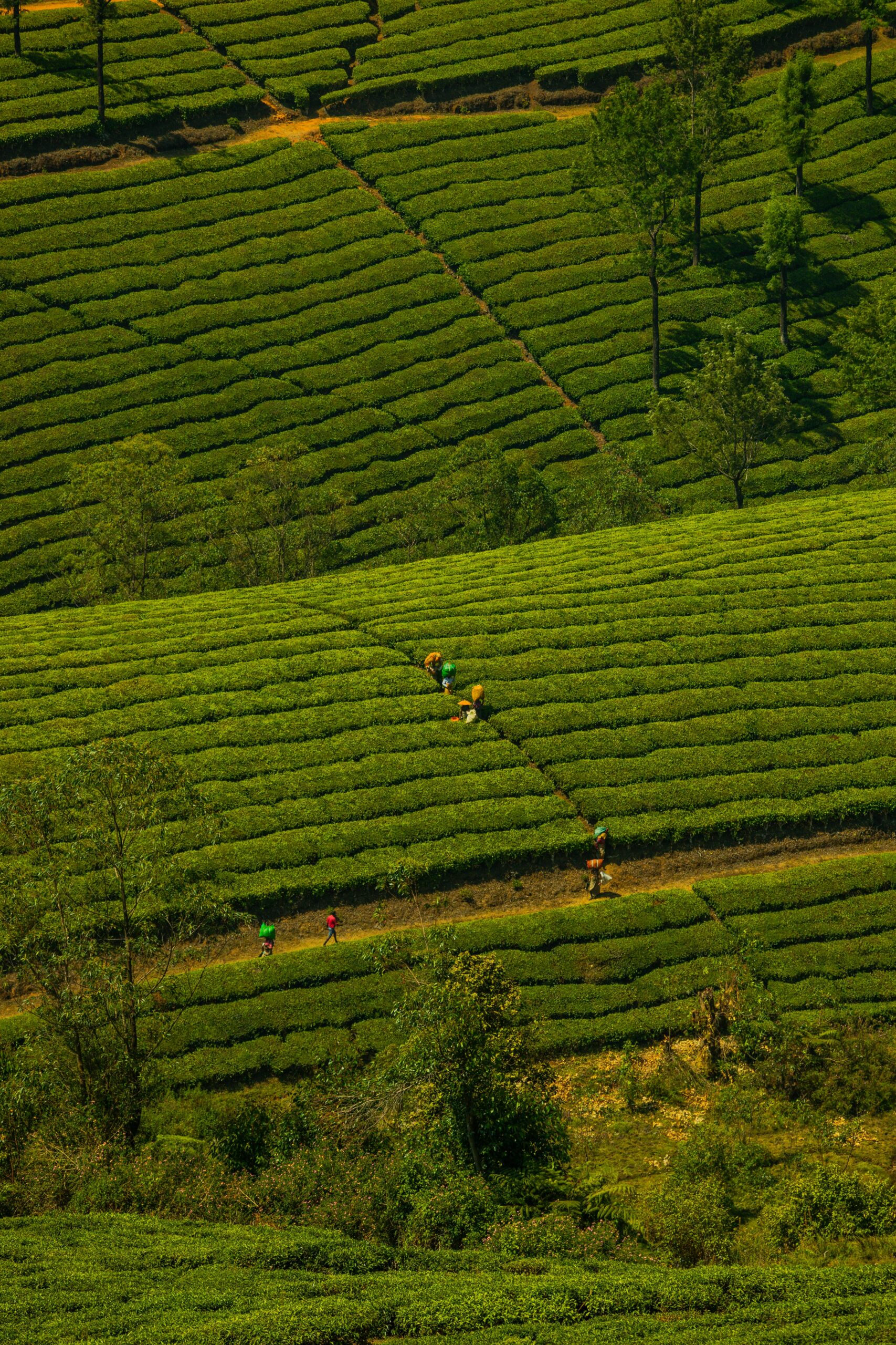 Munnar tea plantations Kerala hills - India travel guide