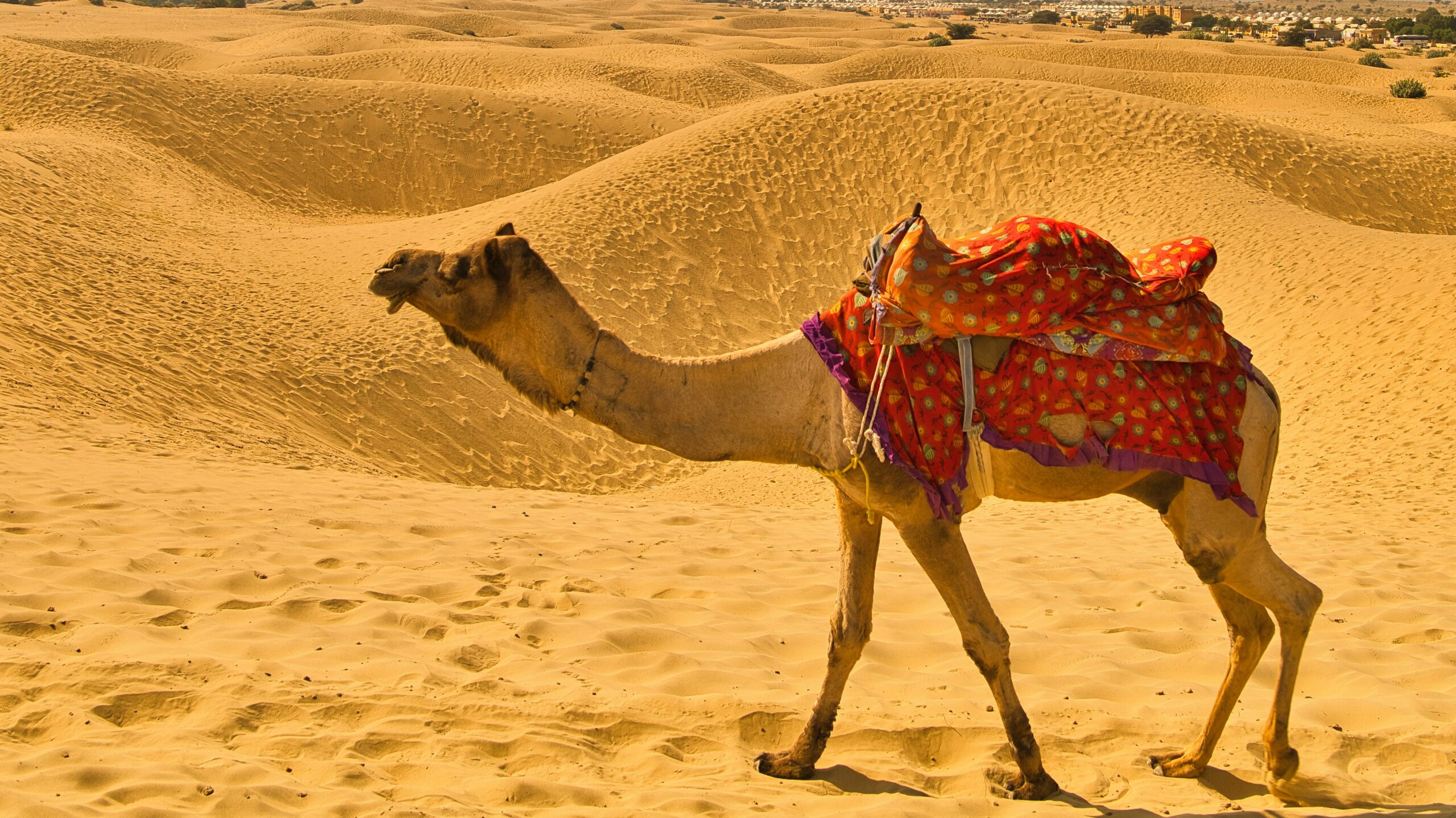 Exploring the Remote Beauty of Rajasthan’s Push Valley: A First-Timer’s Guide to Ancient Villages, Desert Landscapes and Unique Cultural Experiences – Discovering India’s Hidden Heart Thar Desert Sunset Dunes - India travel guide