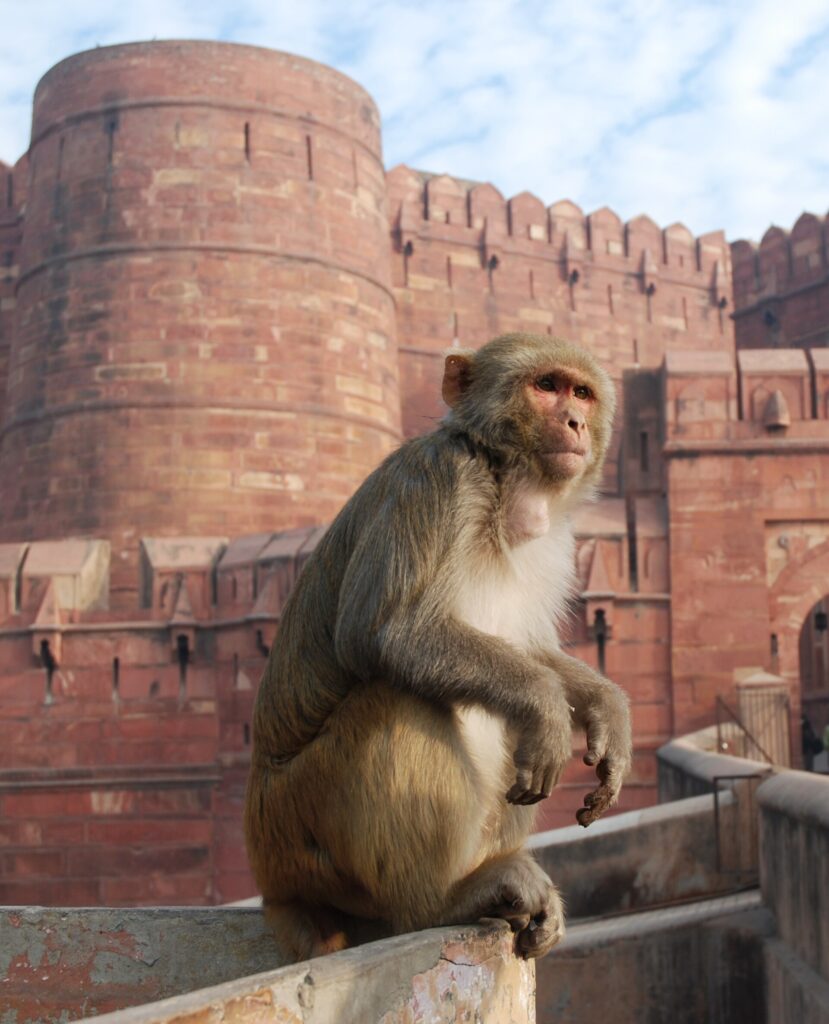 India — 3 week india itinerary